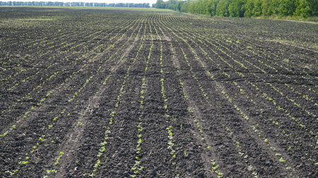 Winter rape grows in the autumn field. Brassica napus.の写真素材