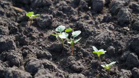 Winter rapeseed grows on the farm field. nの写真素材