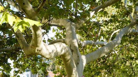 The trunk, bark, leaves and fruits of Platanus occidentalis, also known as the American, London plane tree. Bark of the sycamore tree. Different colors of the tree trunk. Platan.の写真素材