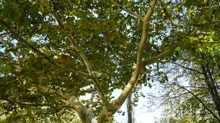 The trunk, bark, leaves and fruits of Platanus occidentalis, also known as the American, London plane tree. Bark of the sycamore tree. Different colors of the tree trunk.の写真素材