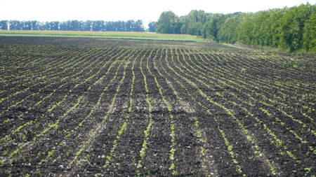 A farm field sown with winter rapeseed. The culture is ready for wintering. nの写真素材