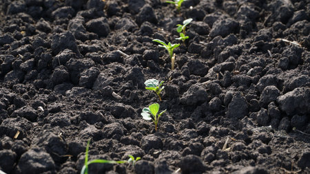 Winter rapeseed grows on the farm field. nの写真素材