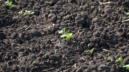 Winter rape grows in the autumn field. Brassica napus.の写真素材