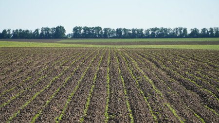 A farm field sown with winter rapeseed. The culture is ready for wintering. nの写真素材