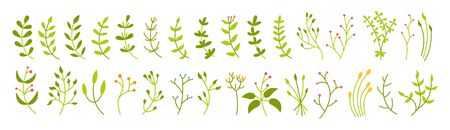 Branch and leaf botanical green set. Abstract different beautiful floral design elements. Colorful flat floral cartoon eco collection. Beautiful isolated greens sprout. Vector illustrationのイラスト素材