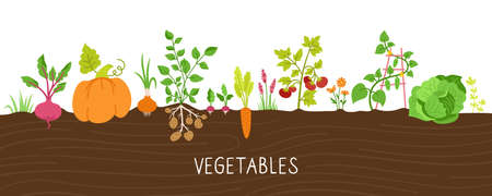Vegetables in ground cartoon set. Pumpkin and carrots, cabbage. Beets, radishes, potatoes and...