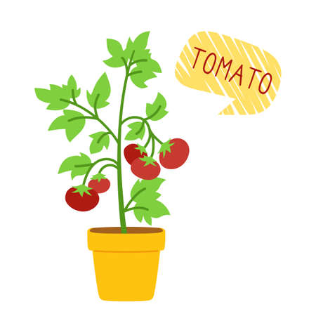 Tomato bush in pot for houseplants flat cartoon card. Organic tomato plants with speech bubble. Potted tomato seedlings, plants city farm, agriculture. Isolated vector illustrationのイラスト素材