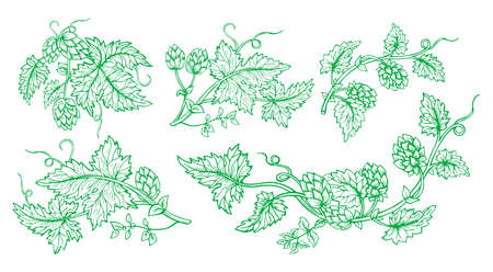 Hop plant branch hand drawn green sketch set. Hops with leaves and cones angular herb design drawn...