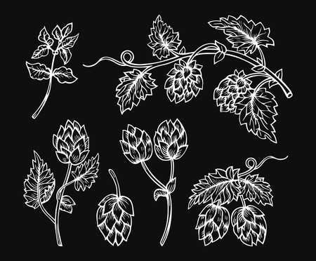 Hop cones engraving hand drawn sketch set. Sketches branch plant for beer packing design logo, label, emblem, pattern. Hops white drawing on black background angular herb designのイラスト素材
