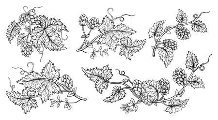Hop plant branch hand drawn sketch style set. Hops with leaves and cones angular herb design drawn engraving. Sketches for beer packing design logo, label, emblem, patternのイラスト素材