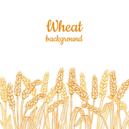 Wheat ear gold sketch border background. Agricultural linear golden flour production. Cereals ripe spike frame horizontal pattern. Design template farm stencil, organic bread, beer vectorのイラスト素材