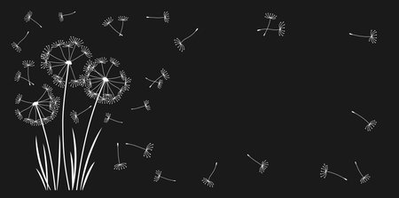 Dandelion with flying seeds engraved banner, background. Abstract flowers dandelions stylized plants. Botany floral etching template design, advertising poster or card, cover invitation, stamp printのイラスト素材