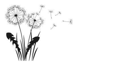Dandelion with flying seeds ink silhouette background. Abstract flowers dandelions engraving black plants. Botany floral etching design template, advertising banner, poster or card, cover invitationのイラスト素材