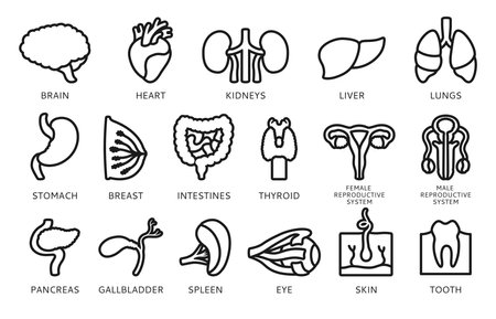 Human organs sign with names description set infographic. Linear symbol lung, brain, heart, reproductive system female male, skin hair tooth eye, body elements collection. Vector illustration icon setのイラスト素材