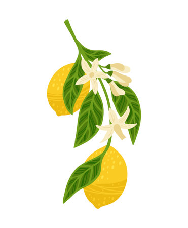 Lemon tree branch textured vector illustration. Citrus twig leafage lemon with leaves and and flower bud. Juicy citrus abstract whole lemons art. Decorative fruits painting hand drawn design elementsのイラスト素材