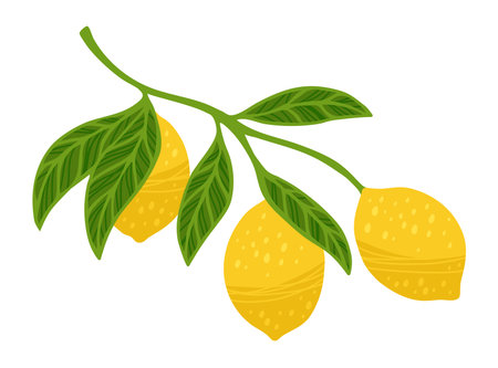 Lemon tree branch textured vector illustration. Citrus twig leafage lemon with leaves. Fresh juicy citrus abstract whole yellow lemons art. Decorative fruits painting hand drawn design elementsのイラスト素材