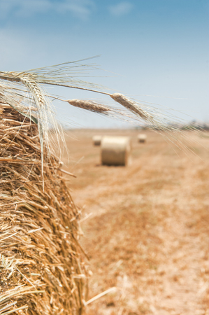 Rolls of haystacks in the fieldsの写真素材