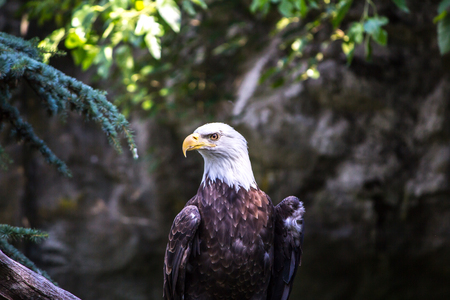 Bald Eagle close up  in Rhode islandの写真素材