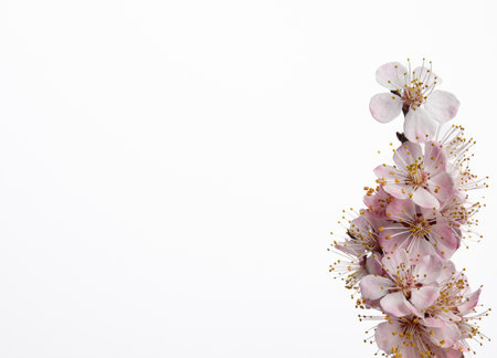 background for text, white color, fpricot branc, pring timeの写真素材