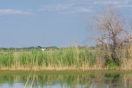 seagull flying over waterの写真素材
