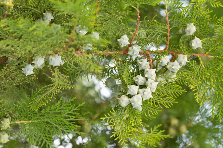 spruce brances with seed cones