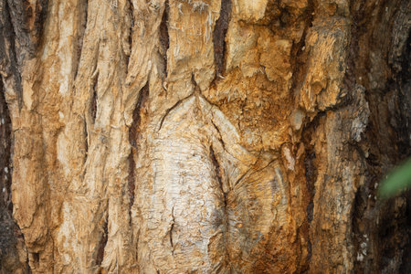 beauty in nature, texture bark on the tree
