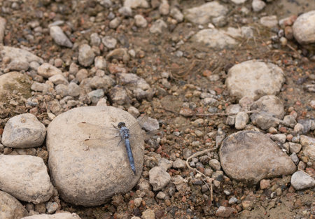 dragonfly on the rockの写真素材