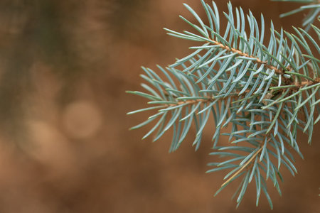 spruce branch, backgroundの写真素材