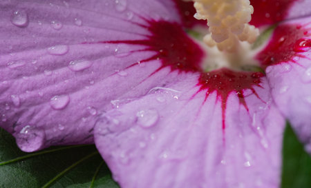 raindrops on flower petals, beauty in nature.の写真素材