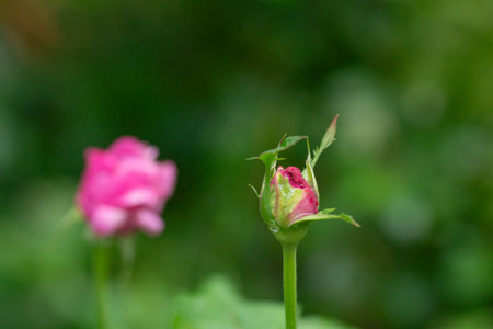 background, rosebud on the green backgroundの写真素材