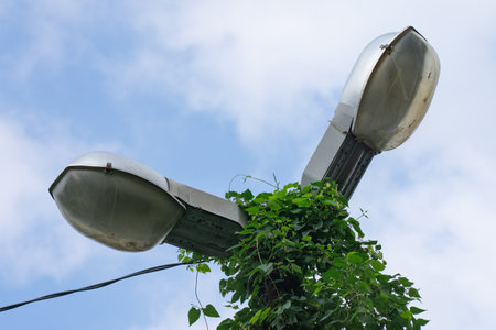 electricity lamps on the sky background, plants