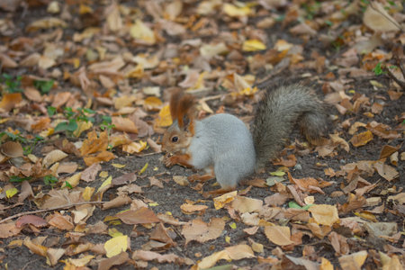 wild squirrel on yellow leaves in the park.