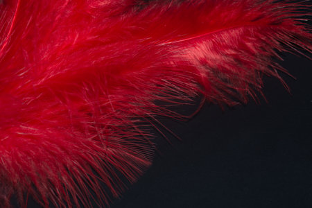 red feather close up on black background.の写真素材