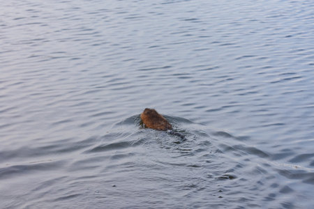 muskrat swims in the water.の写真素材