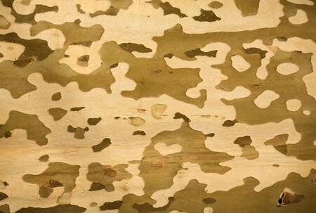 Background of tree with different colors of bark layersの写真素材