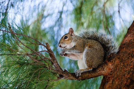 Eating squirrel sitting on the tree