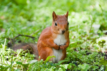 Small Squirrelの写真素材