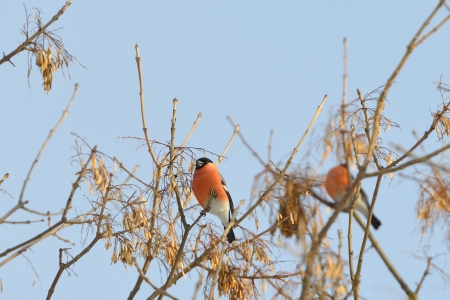 Bullfinch. The bullfinch on a maple tree eats seedsの写真素材