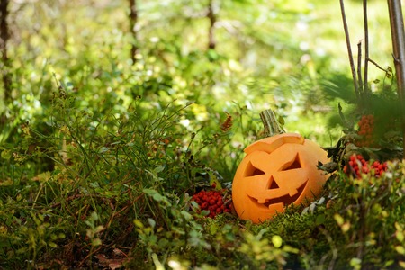 Halloween scary pumpkin with a smile in autumn forestの写真素材