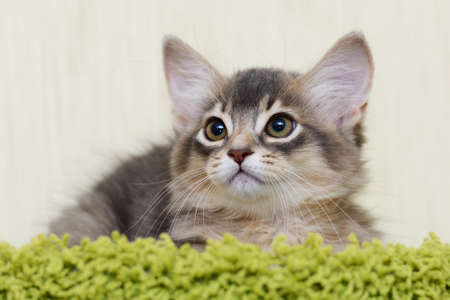 Portrait of a cute somali kitten in the houseの写真素材