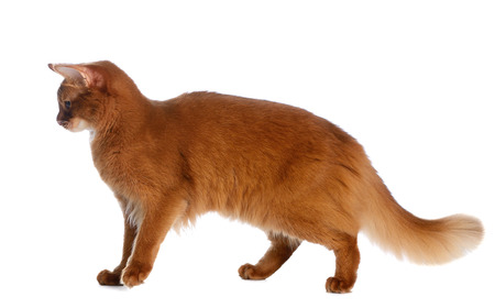 Somali cat  sorrel color isolated on white backgroundの写真素材