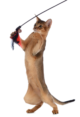 Purebred abyssinian young cat isolated on white backgroundの写真素材