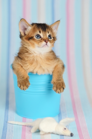 Cute somali kitten in a bucket on blue striped backgroundの写真素材