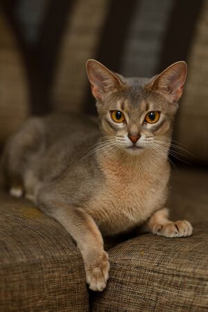 Portrait of a purebred abyssinian cat indoorの写真素材