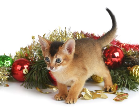Abyssinian cute kitten with christmas tree and balls isolated on white backgroundの写真素材
