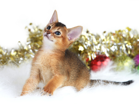 Abyssinian cute kitten with christmas balls isolated on white backgroundの写真素材