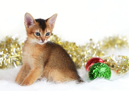 Abyssinian cute kitten with christmas balls isolated on white backgroundの写真素材