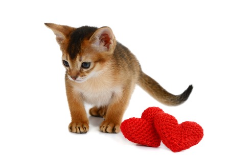 Valentine theme kitten with red heart isolated on white backgroundの写真素材