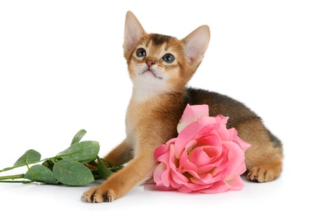 Valentine theme kitten with pink rose isolated on white backgroundの写真素材