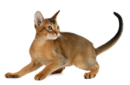 Purebred abyssinian kitten isolated on white backgroundの写真素材